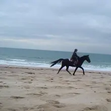 Wild Wild Beach-Cavalli sulla spiaggia