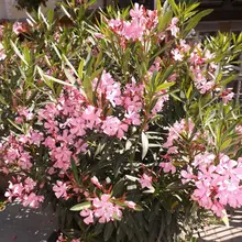 Pasqua a San Mauro Mare